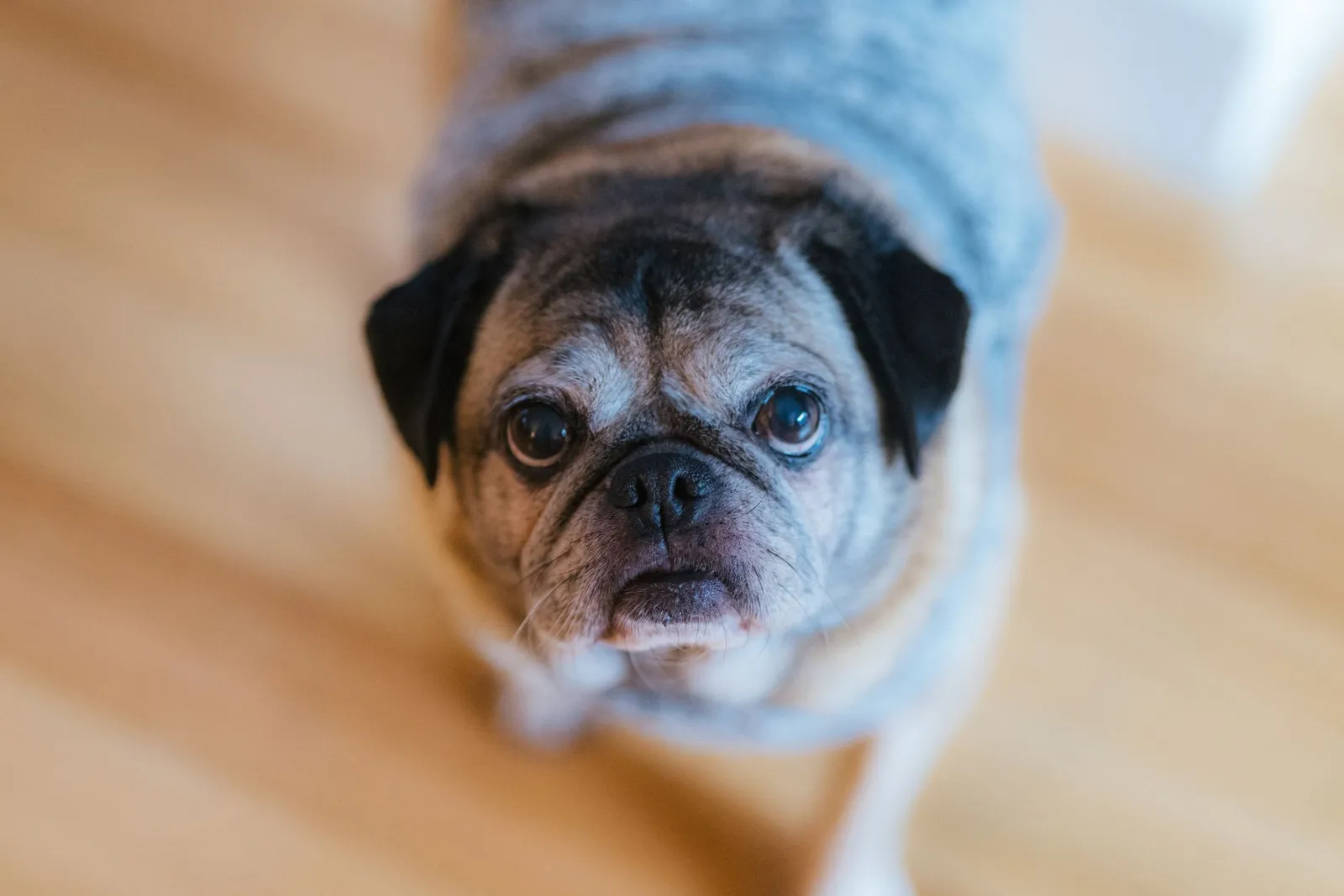 Gray-muzzled senior pug looking up from a hardwood floor, the kind of older dog whose owner may wonder if orthopedic dog beds are worth it