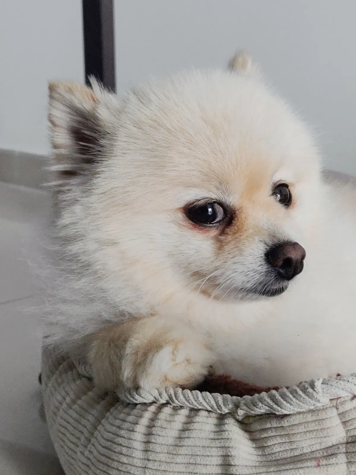 White Pomeranian resting its paw on the edge of a soft corduroy pet bed, a small dog example when deciding whether an orthopedic dog bed is worth it