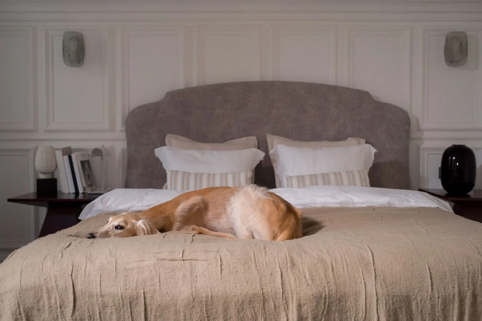 Greyhound lying across a tall made-up bed in a calm bedroom, the kind of bed height to measure before choosing a dog ramp for the bed