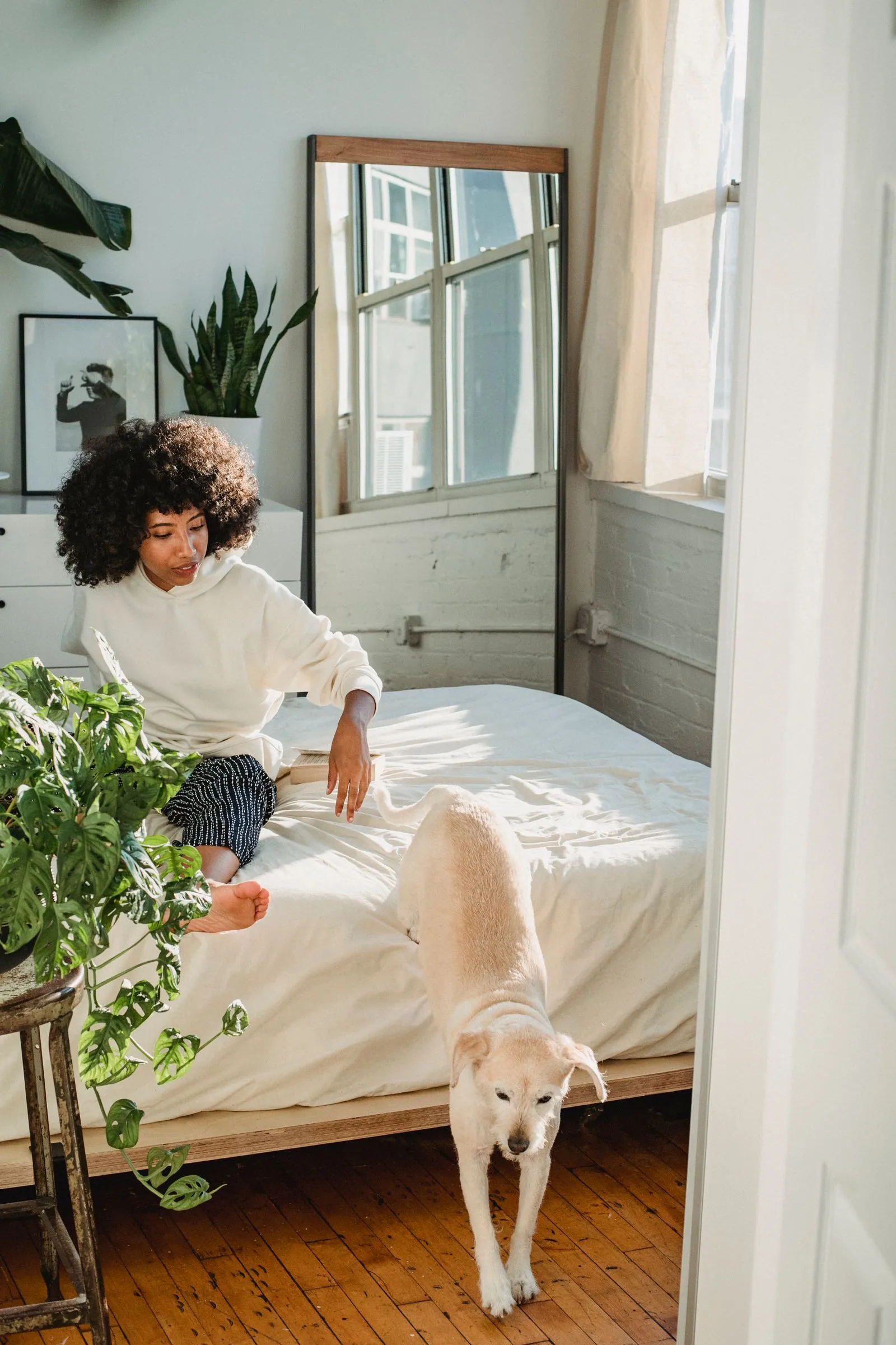 Light-colored dog stepping down from a bed onto a hardwood floor while its owner sits nearby, the jump a dog ramp for the bed can replace