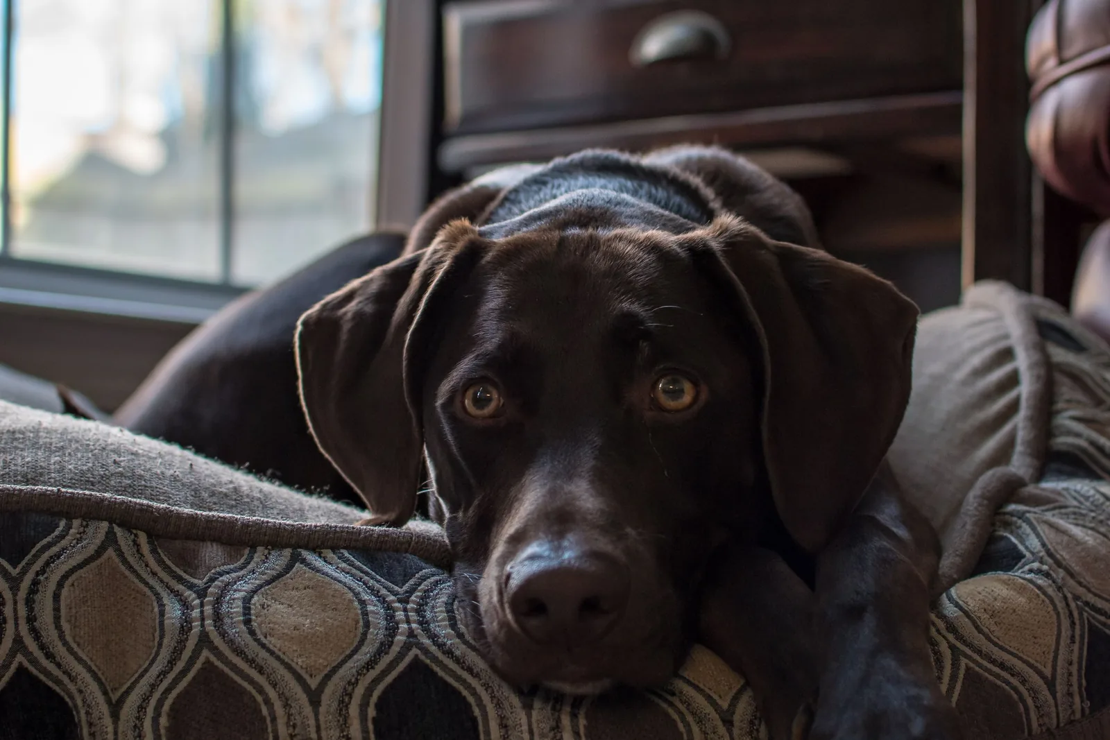 Chocolate Labrador resting its head on a thick cushioned floor bed by a window, the kind of supportive setup to look for in the best dog bed for a senior dog with arthritis