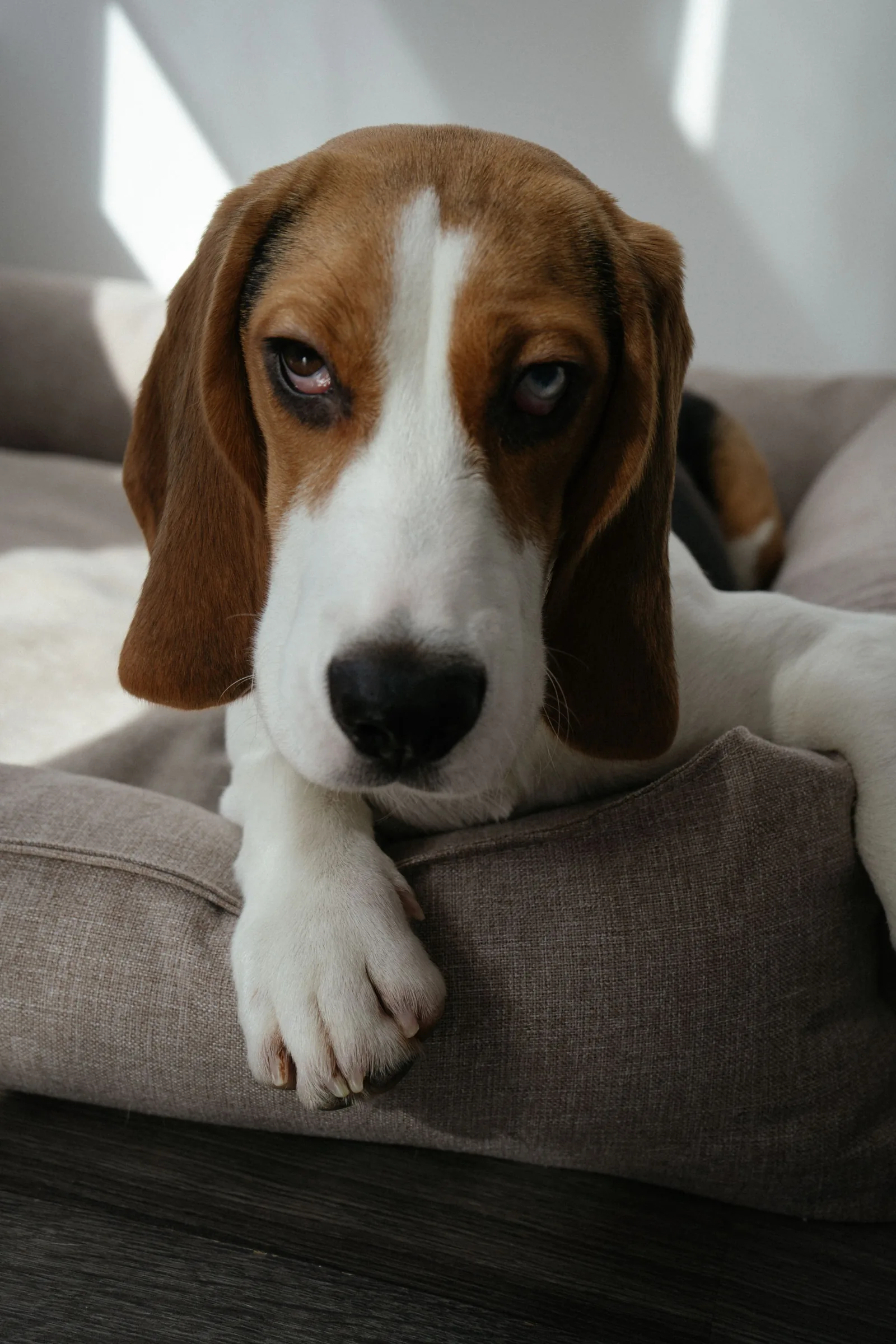 Beagle resting its paws over the bolster of a padded gray dog bed, showing the low, cushioned edge that helps when choosing the best dog bed for a senior dog with arthritis