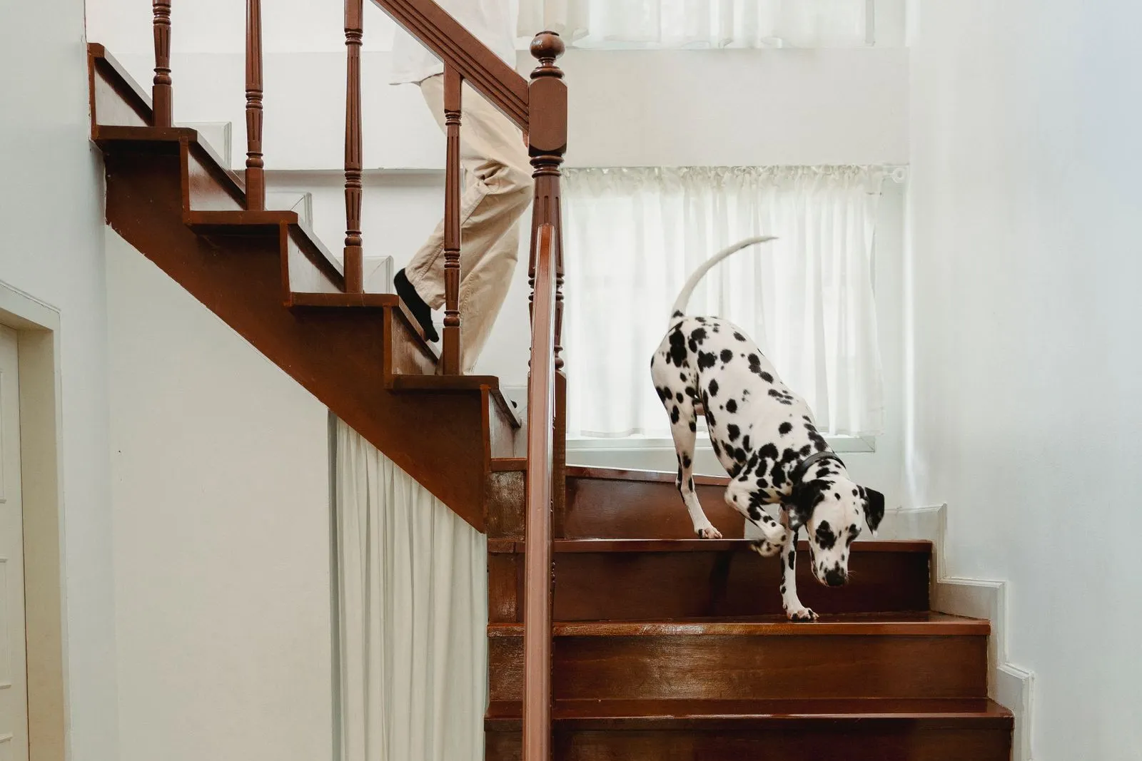 Dalmatian carefully walking down a wooden indoor staircase, the kind of step-by-step movement to weigh when choosing a dog ramp vs stairs for an older dog