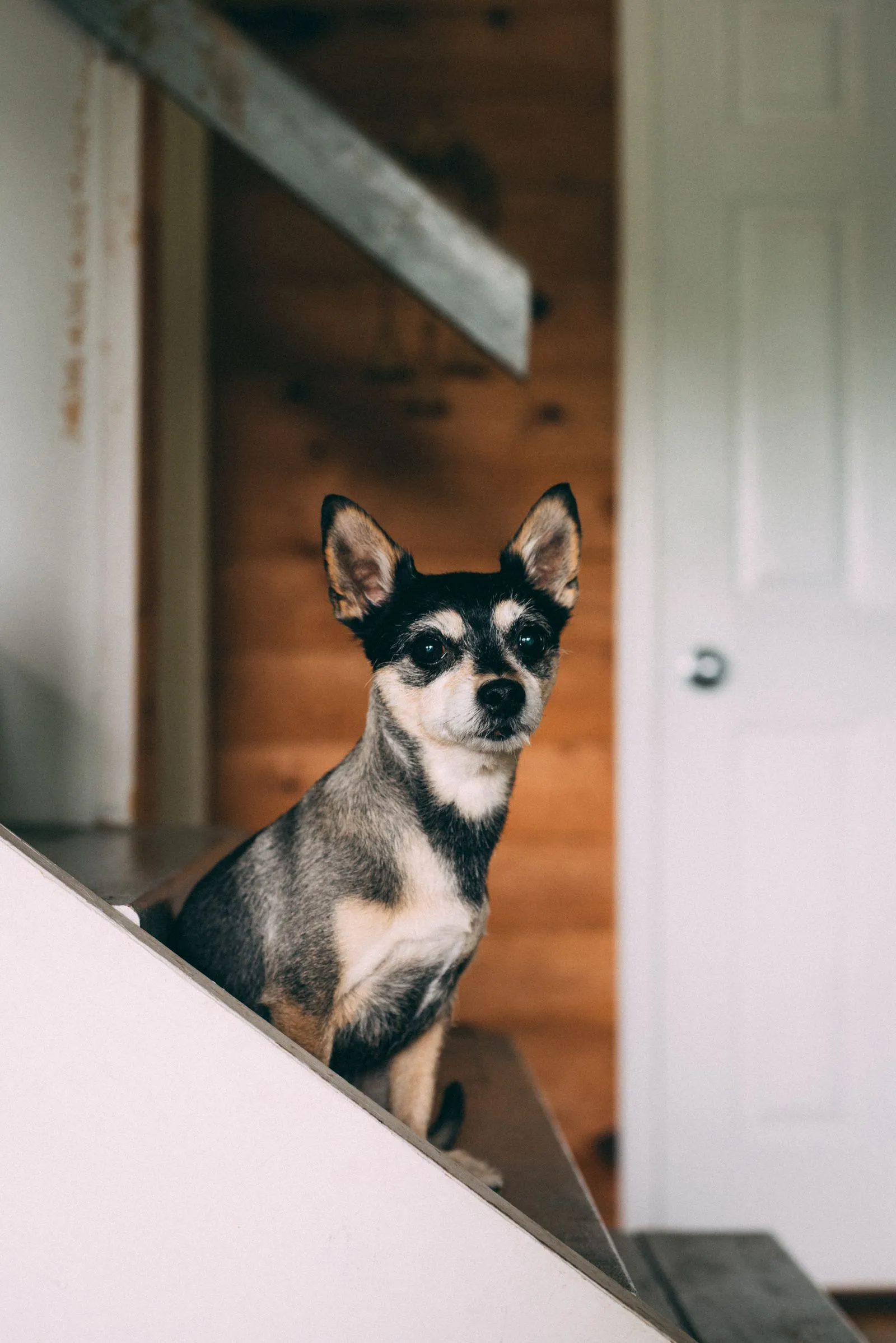 Small Chihuahua sitting on an indoor wooden staircase, an example of a small dog who may manage low steps when comparing a dog ramp vs stairs