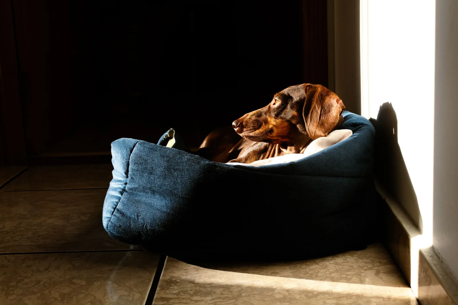 Dachshund curled up in a padded bolster dog bed in the sun, a small dog example for how thick an orthopedic dog bed should be