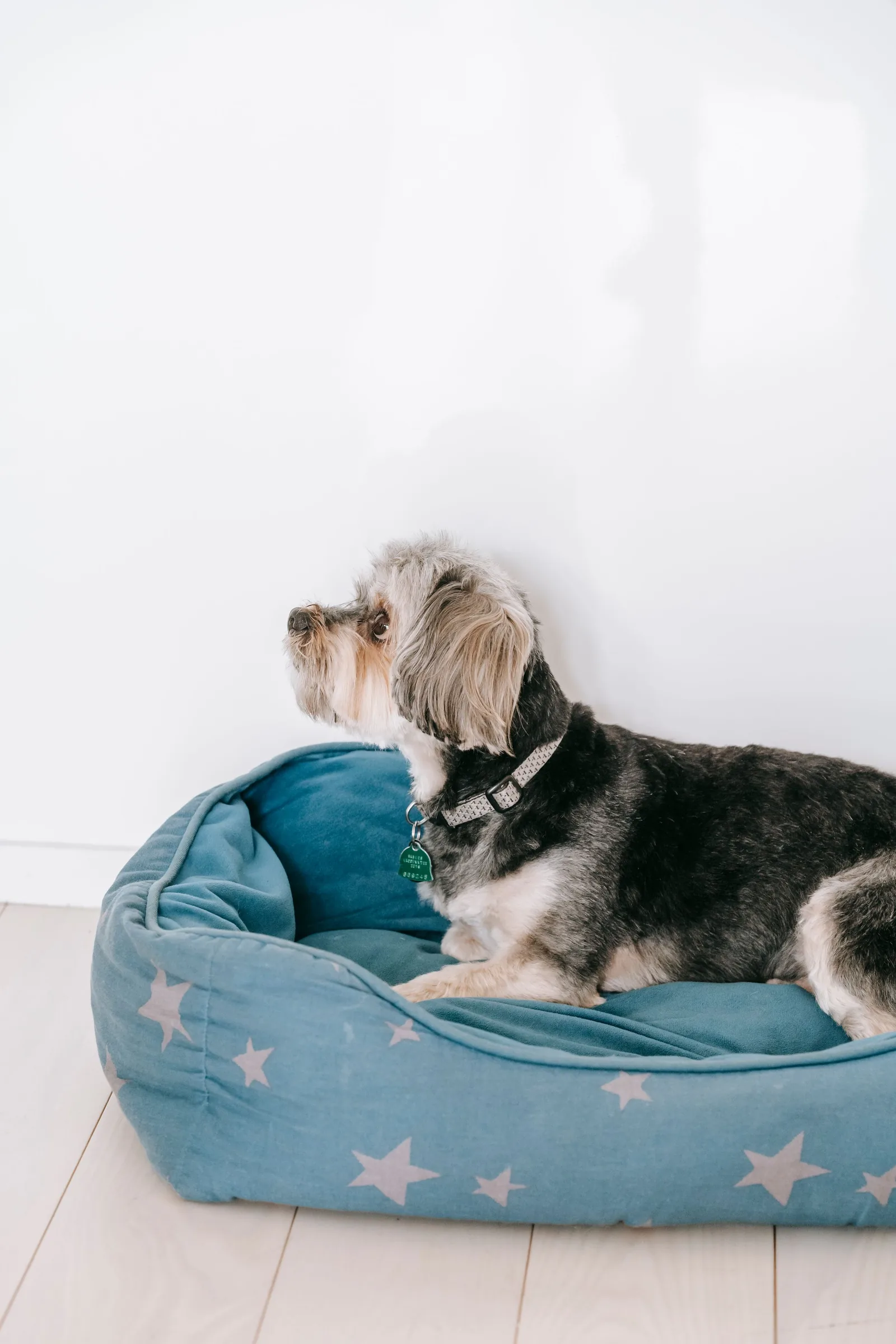 Small Morkie lying in a low cushioned dog bed on the floor, illustrating how thick an orthopedic dog bed should be for small dogs